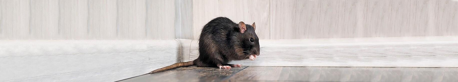 ratten-kosten