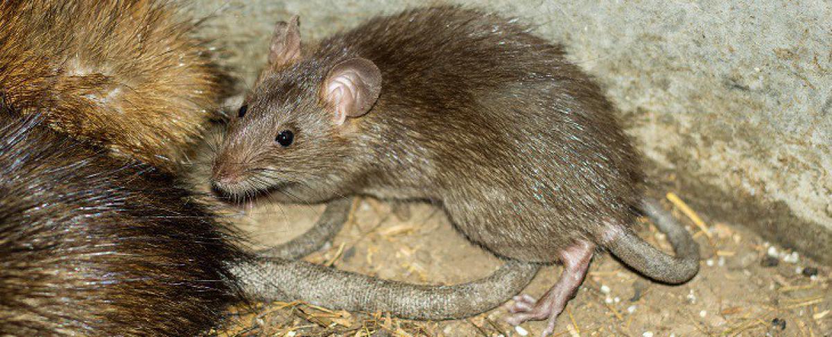 Wat te doen tegen ratten?