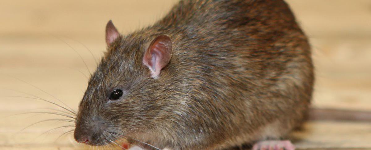 Last van ratten