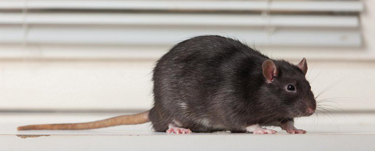 Ratten verdelgen