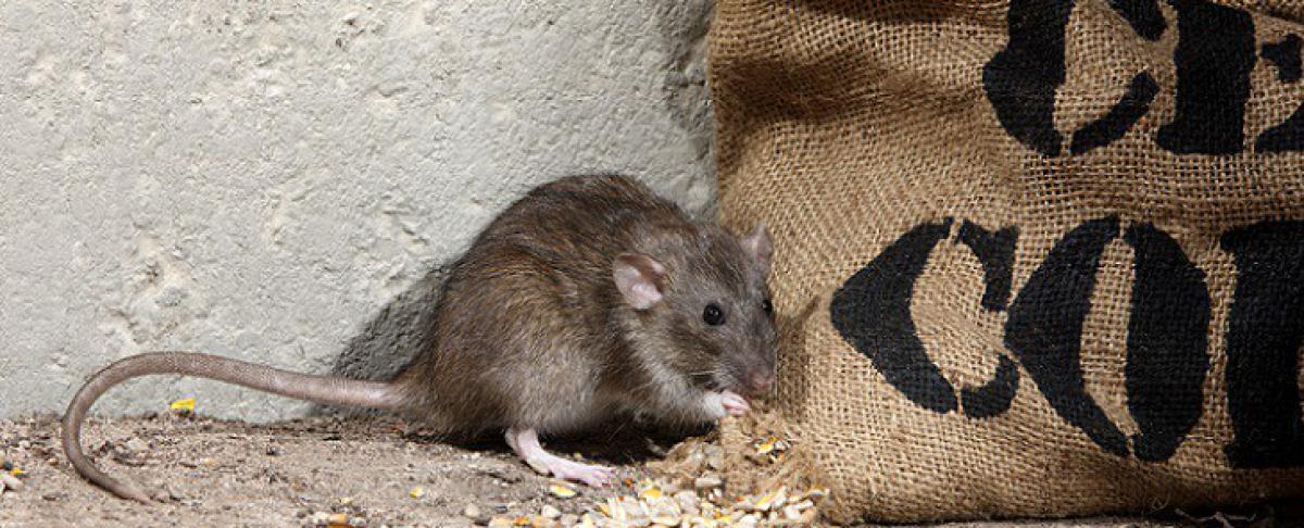 Zijn ratten gevaarlijk?