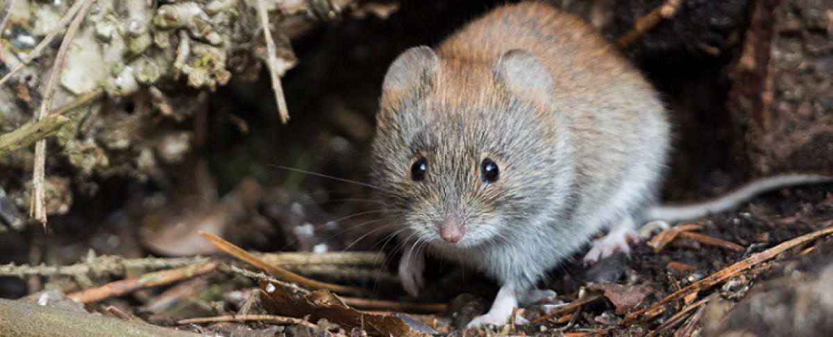 Woelrat zorgt voor schade? Dit zijn je opties