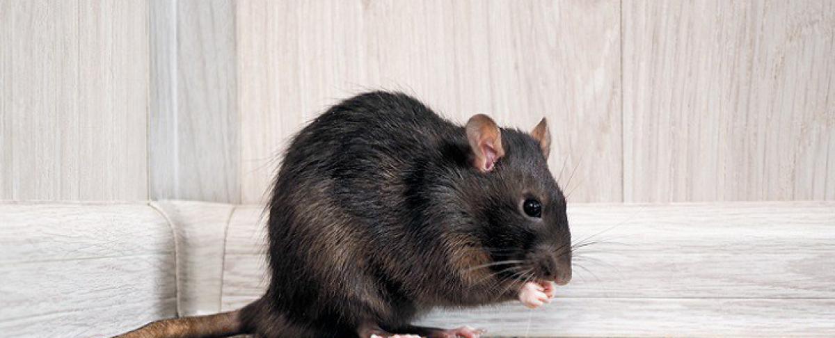 Ratten in spouwmuur