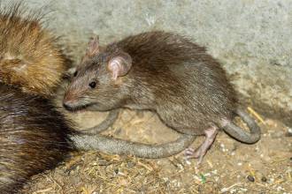 Grijze rat ontdekt?