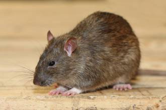 Ratten herkennen