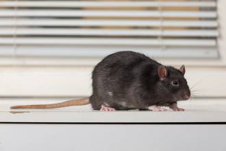 Ratten in de tuin