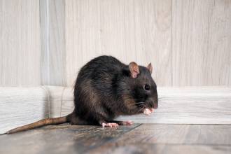 Ratten in spouwmuur