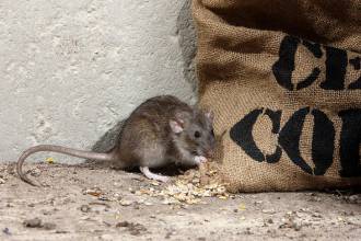 Ratten in plafond en kruipruimte