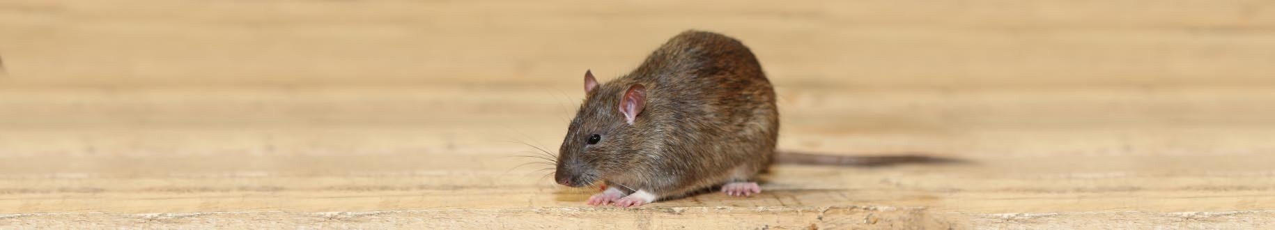 Ratten in de kruipruimte