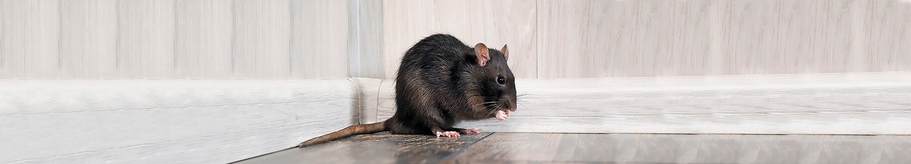 Ratten op zolder